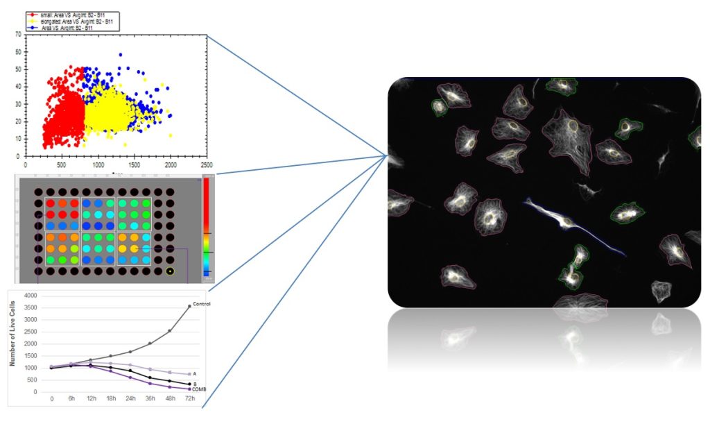 image cytometry GRAPHS
