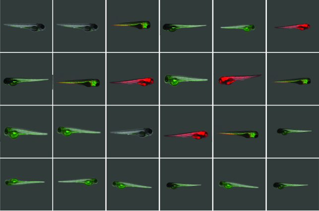 Screen 96 Zebrafish in less then 2 mnutes with Hermes imaging system